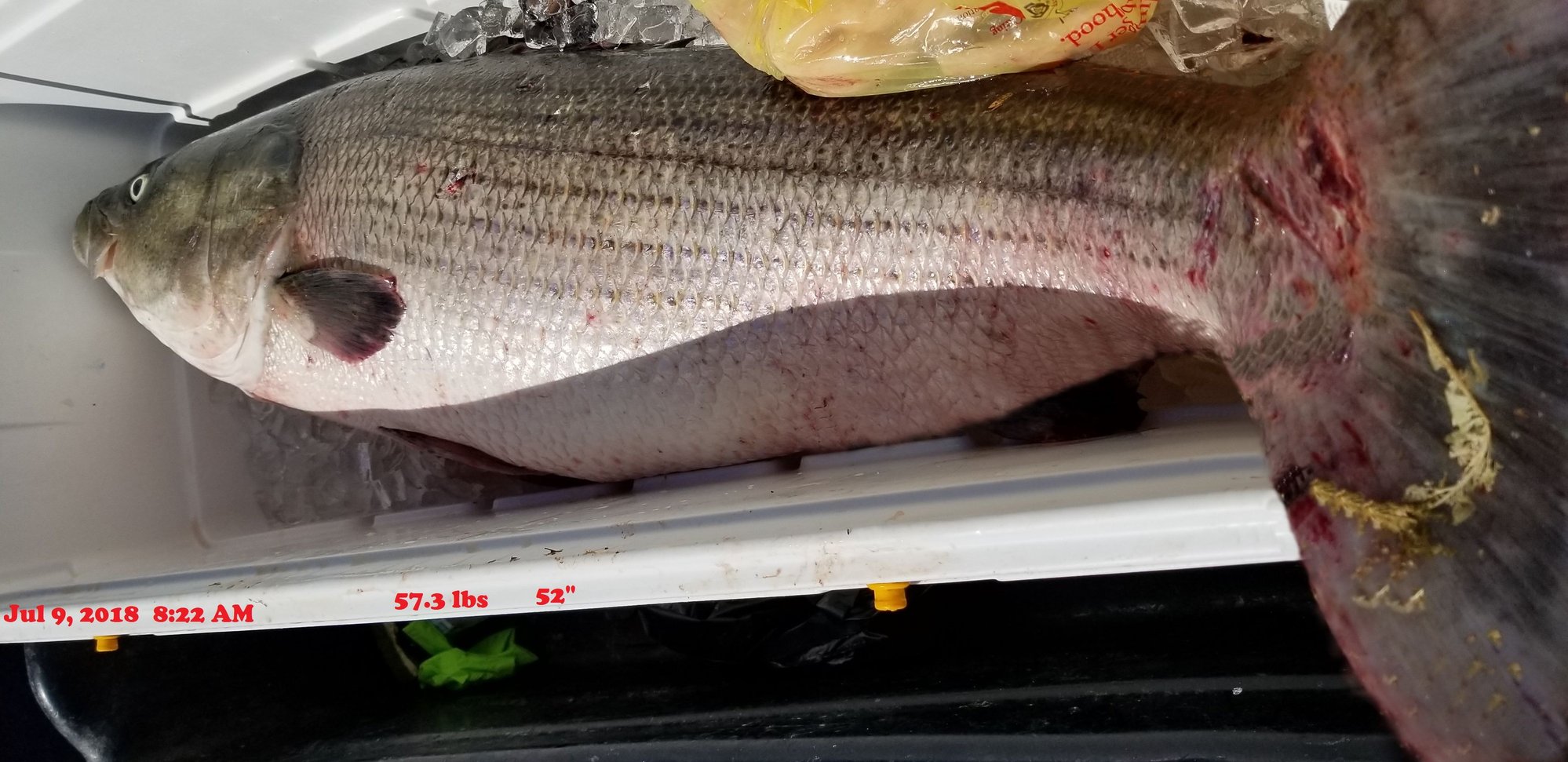 Striped Bass - The Hull Truth - Boating and Fishing Forum