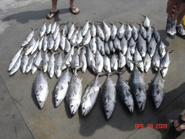 Spanish Mackerel Question - The Hull Truth - Boating and Fishing Forum