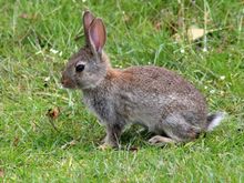 My mechanic's nick name. Rabbit