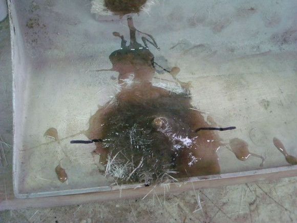 Glassing the stud back on.