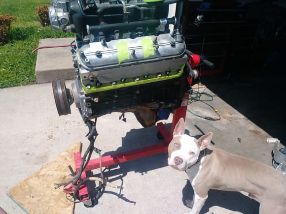 My dog Fugi protecting the engine. lol
