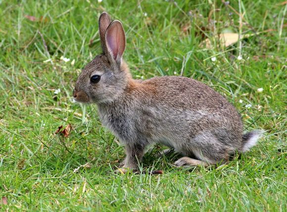 My mechanic's nick name. Rabbit