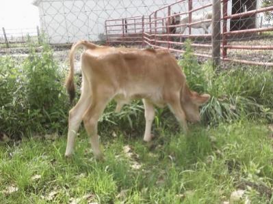 My riding steer Jerry