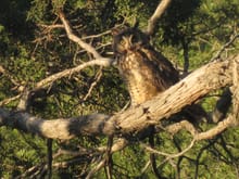 Great-horned Owl, early eve, around sunset