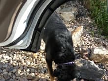 My pup Lilly gets into the shot-this is passenger side rear door to show the fitment.