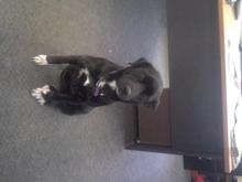sadie