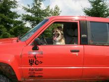 Tacoma the dog