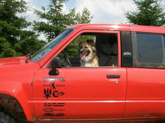 Tacoma the dog