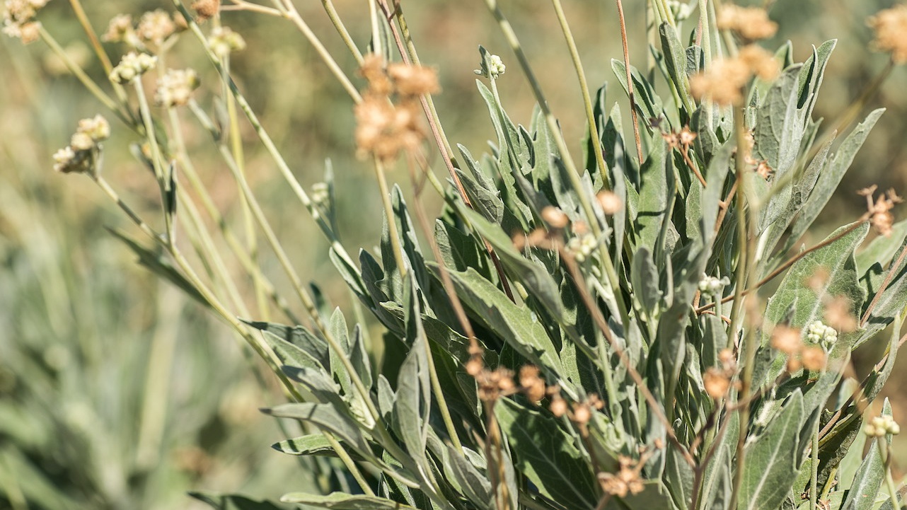 Guayule plants to be used as a rubber source for Bridgestone tires