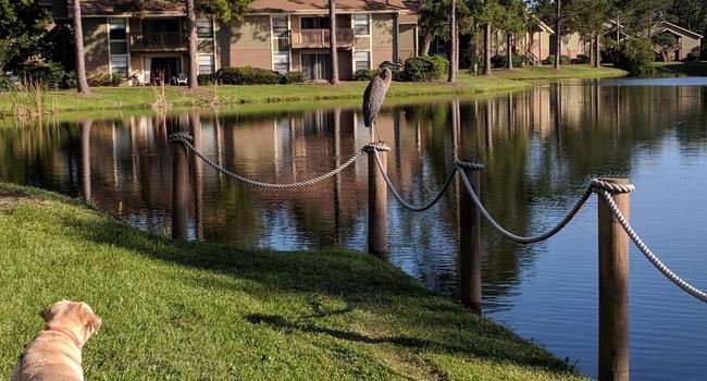 Whisper Lake Apartments 121 Reviews Winter Park Fl Apartments For Rent Apartmentratings C