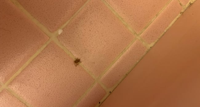 Cockroach infestation
